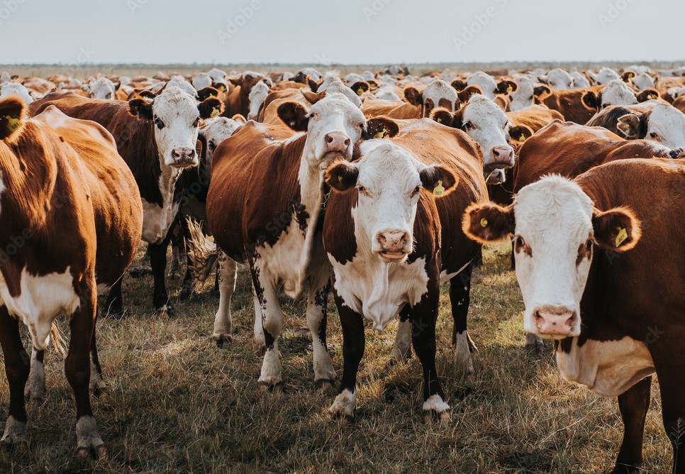 Vista del campo o instalaciones de la Agroveterinaria
