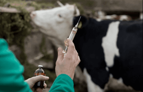 Asesoramiento Veterinario